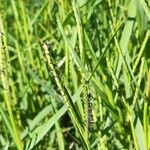 Paspalum distichum Flower