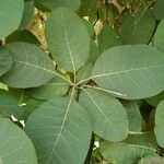 Cotinus obovatus Leaf