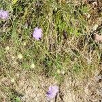 Scabiosa canescens आदत