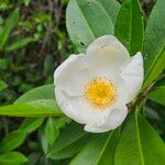 Magnolia virginiana Virág