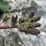 Coincya monensis Flower