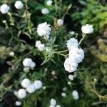 Achillea ptarmicaCvet