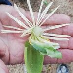 Liriodendron tulipiferaFlower