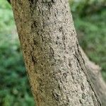 Callicarpa japonica Bark