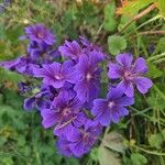 Geranium ibericum Çiçek