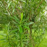 Nerium oleander Hoja