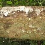 Virola michelii Corteza