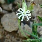 Silene arabica Flor