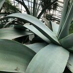 Agave guiengola Hábito