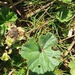 Althaea hirsuta Folha