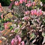 Kalanchoe fedtschenkoi Flower