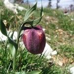 Fritillaria tubiformis