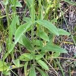 Veronica spicata Feuille