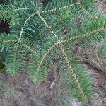 Abies cephalonica Folha