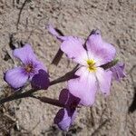 Marcus-kochia littorea Flower