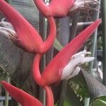 Heliconia pendula Flor