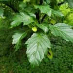 Acer tataricum পাতা