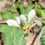 Blumenbachia insignis Flower