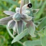 Nonea vesicaria Blomma