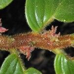 Columnea maculata Corteza