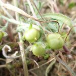 Convolvulus equitans Fruto