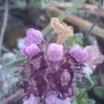 Thymus praecox Flor