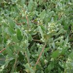 Atriplex laciniata Leaf