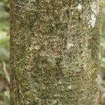 Licania densiflora Bark