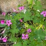 Oxalis articulata Blomst