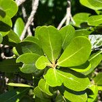 Planchonella cinerea Leaf