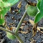 Datura wrightii फल