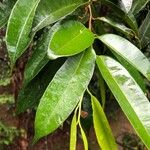 Dryobalanops oblongifolia Leaf