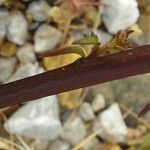 Scrophularia lucida Bark