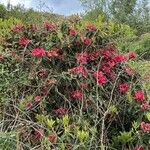 Rhododendron thomsonii പുഷ്പം
