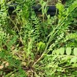 Astragalus hamosus عادت داشتن