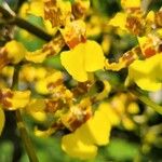 Oncidium sphacelatum Flower