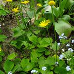 Doronicum orientale Libunga