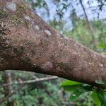 Morisonia indica Bark