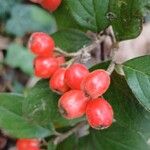 Cotoneaster franchetii Fruit