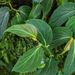 Begonia meridensis Hoja