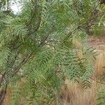 Prosopis glandulosa Levél