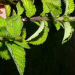 Stachytarpheta mutabilis पत्ता