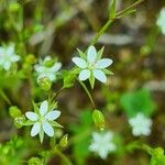 Sabulina tenuifolia Çiçek