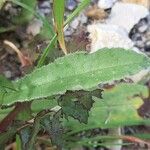 Nonea vesicaria Frunză