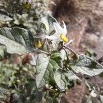 Solanum nigrum Kukka