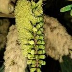 Paraserianthes lophantha Flor