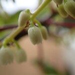 Elaeocarpus rotundifolius Flower