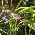 Vanda tricolor Kwiat