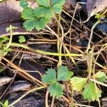 Potentilla anglica पत्ता