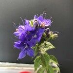 Hydrolea ovata Flower